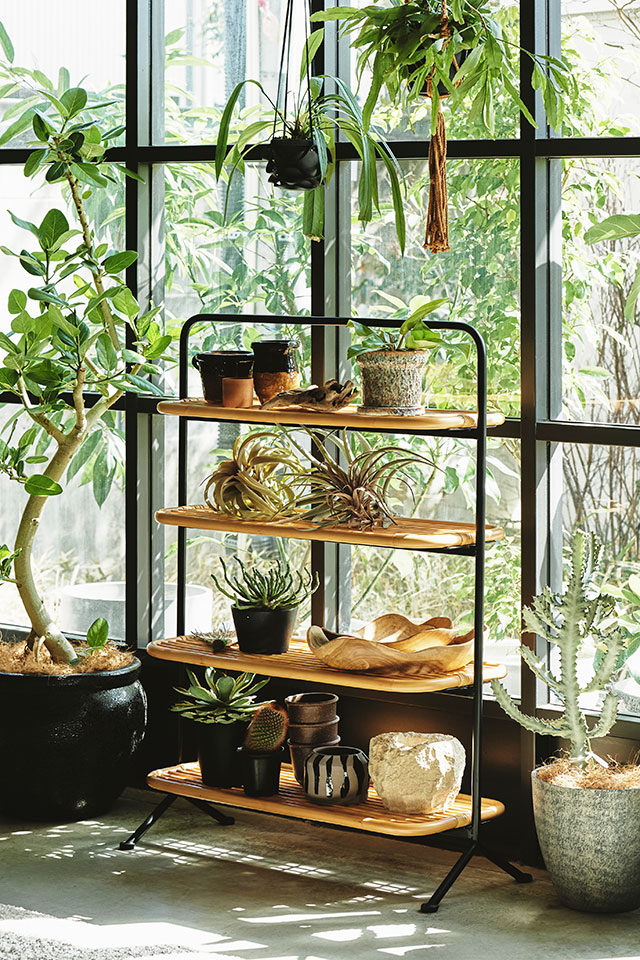 チソンシェルフ