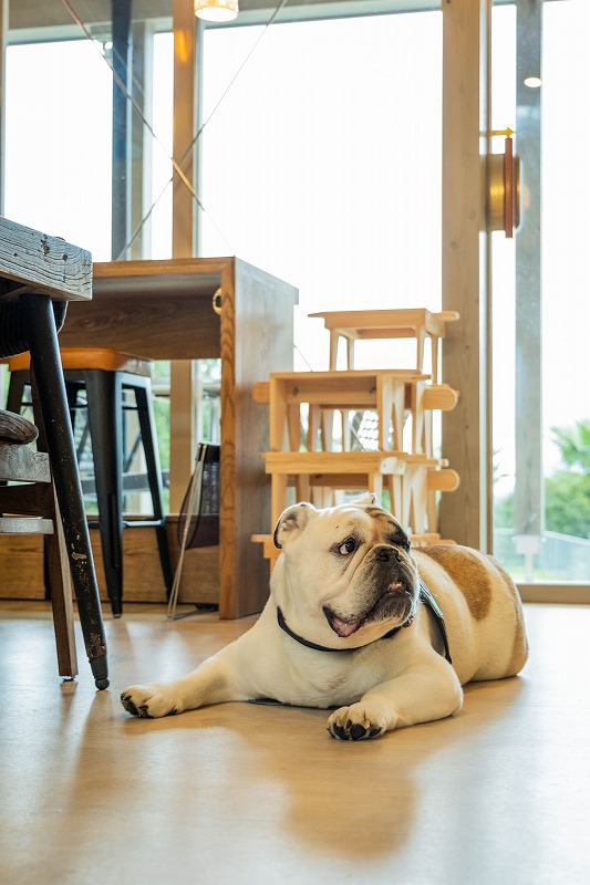 クラッシュ納品事例